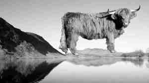 Bull on mountains