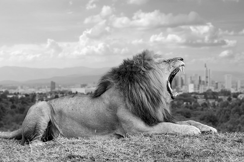 Lion roaring Lion roaring